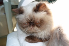 [another picture of Ziggy, a Himalayan chocolate point\ cat] 