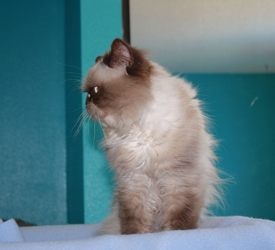 [picture of Ziggy, a Himalayan chocolate point cat]