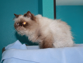 [picture of Ziggy, a Himalayan chocolate point cat]