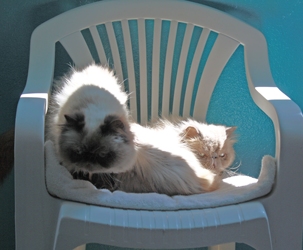 [picture of Ziggy, a Himalayan chocolate point cat]