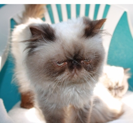 [picture of Ziggy, a Himalayan chocolate point cat]