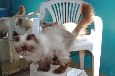 [picture of Ziggy, a Himalayan chocolate point cat]