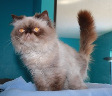 [picture of Ziggy, a Himalayan chocolate point\ cat] 