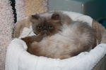 A picture of #NS03988: Katman a Himalayan bluepoint