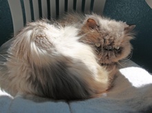 [another picture of Katman, a Himalayan bluepoint\ cat] 