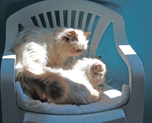 [picture of Katman, a Himalayan bluepoint cat]