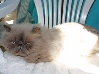 [picture of Katman, a Himalayan bluepoint cat]
