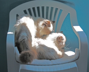 [picture of Katman, a Himalayan bluepoint cat]