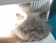 [picture of Katman, a Himalayan bluepoint\ cat] 