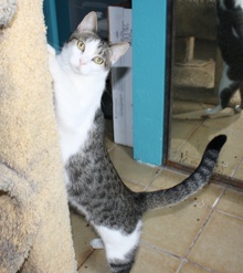 [another picture of Tommy, a Domestic Short Hair tabby/white\ cat] 