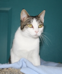 [picture of Tommy, a Domestic Short Hair tabby/white cat]