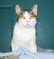 A picture of #NS03989: Tommy a Domestic Short Hair tabby/white