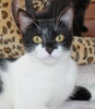 A picture of #NS03992: Mrs. Pinkingshears a Domestic Short Hair black/white