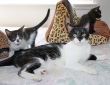 [another picture of Mrs. Pinkingshears, a Domestic Short Hair black/white\ cat] 