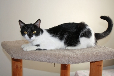[picture of Mrs. Pinkingshears, a Domestic Short Hair black/white cat]