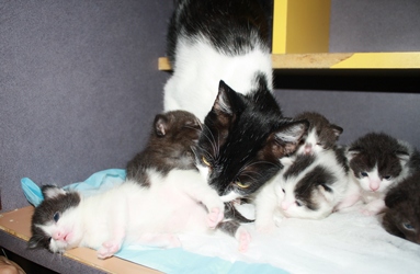 [picture of Mrs. Pinkingshears, a Domestic Short Hair black/white cat]