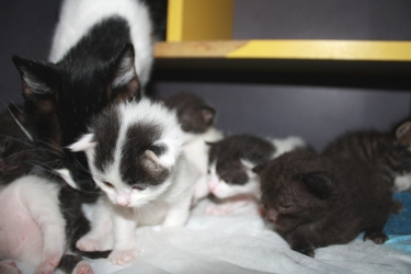 [picture of Mrs. Pinkingshears, a Domestic Short Hair black/white cat]