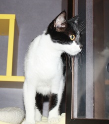 [picture of Mrs. Pinkingshears, a Domestic Short Hair black/white cat]