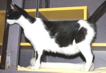 [picture of Mrs. Pinkingshears, a Domestic Short Hair black/white cat]
