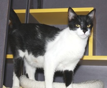 [picture of Mrs. Pinkingshears, a Domestic Short Hair black/white\ cat] 