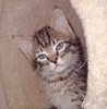A picture of #NS03993: Starz FKA Mcgee FKA Odwalla a Domestic Short Hair tabby