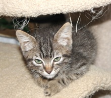 [another picture of Starz FKA Mcgee FKA Odwalla, a Domestic Short Hair tabby\ cat] 