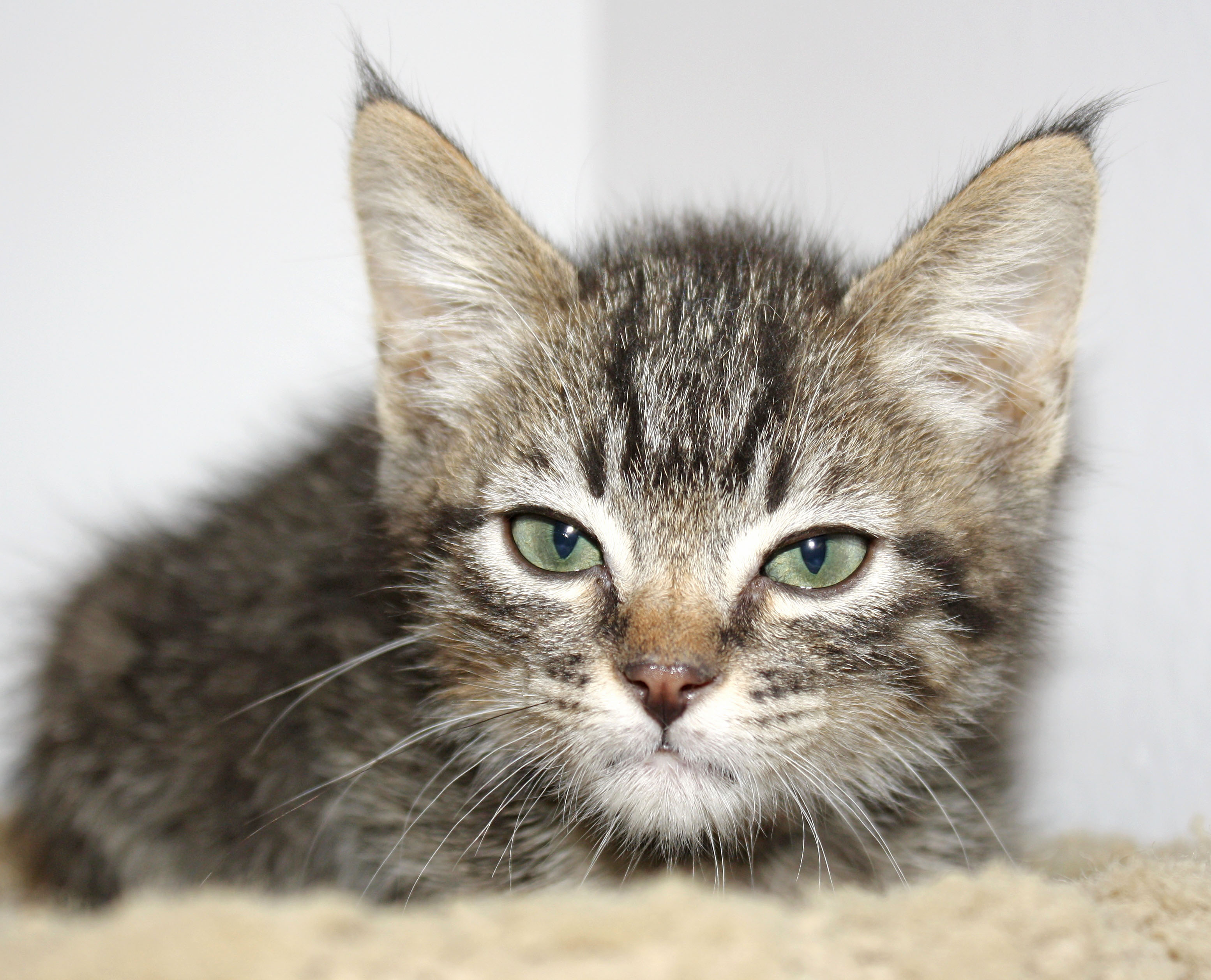 [picture of Starz FKA Mcgee FKA Odwalla, a Domestic Short Hair tabby cat]