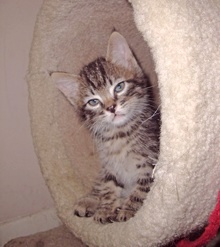 [picture of Starz FKA Mcgee FKA Odwalla, a Domestic Short Hair tabby cat]