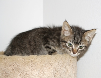 [picture of Starz FKA Mcgee FKA Odwalla, a Domestic Short Hair tabby cat]