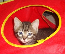 [picture of Starz FKA Mcgee FKA Odwalla, a Domestic Short Hair tabby cat]