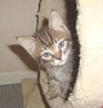 [picture of Starz FKA Mcgee FKA Odwalla, a Domestic Short Hair tabby cat]