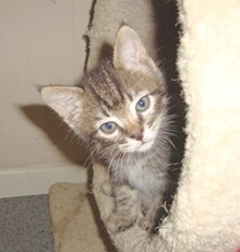[picture of Starz FKA Mcgee FKA Odwalla, a Domestic Short Hair tabby\ cat] 
