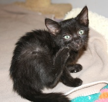 [another picture of Martin, a Domestic Short Hair black\ cat] 