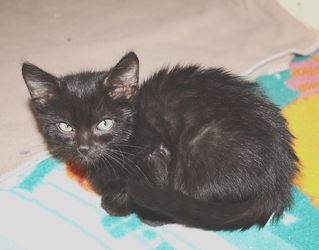 [picture of Martin, a Domestic Short Hair black cat]
