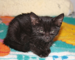 [picture of Martin, a Domestic Short Hair black cat]