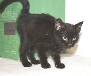 [picture of Martin, a Domestic Short Hair black cat]