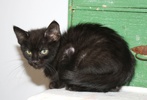 [picture of Martin, a Domestic Short Hair black cat]