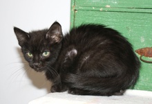 [picture of Martin, a Domestic Short Hair black\ cat] 