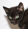 A picture of #NS03995: Fisher a Domestic Short Hair black