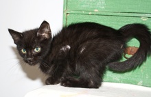 [another picture of Fisher, a Domestic Short Hair black\ cat] 