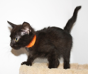 [picture of Fisher, a Domestic Short Hair black cat]