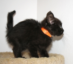 [picture of Fisher, a Domestic Short Hair black cat]