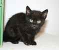 [picture of Fisher, a Domestic Short Hair black cat]
