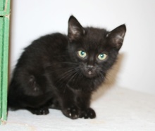 [picture of Fisher, a Domestic Short Hair black\ cat] 