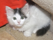 [another picture of Mohawk FKA Bunny Fluff, a Domestic Medium Hair white/black\ cat] 