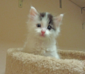 [picture of Mohawk FKA Bunny Fluff, a Domestic Medium Hair white/black cat]