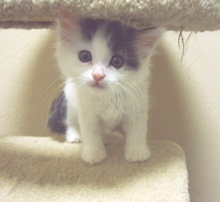 [picture of Mohawk FKA Bunny Fluff, a Domestic Medium Hair white/black cat]