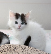 [picture of Mohawk FKA Bunny Fluff, a Domestic Medium Hair white/black cat]