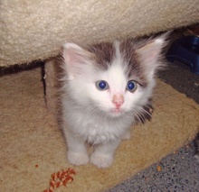 [picture of Mohawk FKA Bunny Fluff, a Domestic Medium Hair white/black cat]