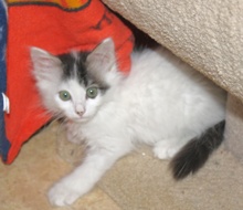 [picture of Mohawk FKA Bunny Fluff, a Domestic Medium Hair white/black\ cat] 